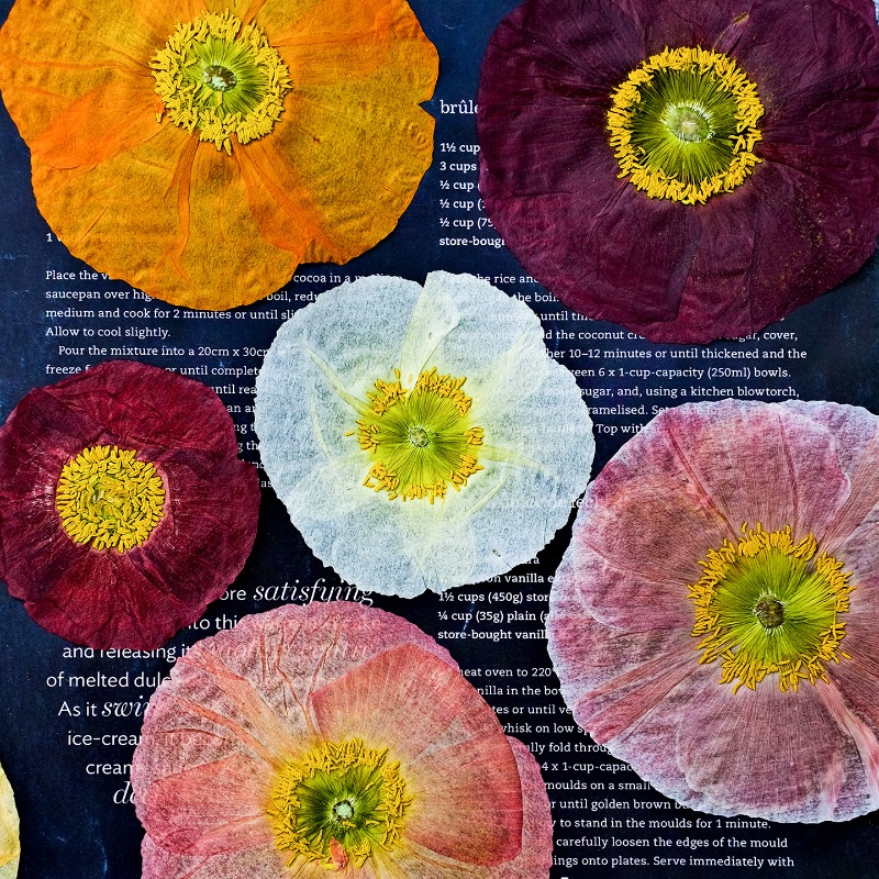 1pcs,Nature Field Poppy Presse - Resin Art Baby recension och pris