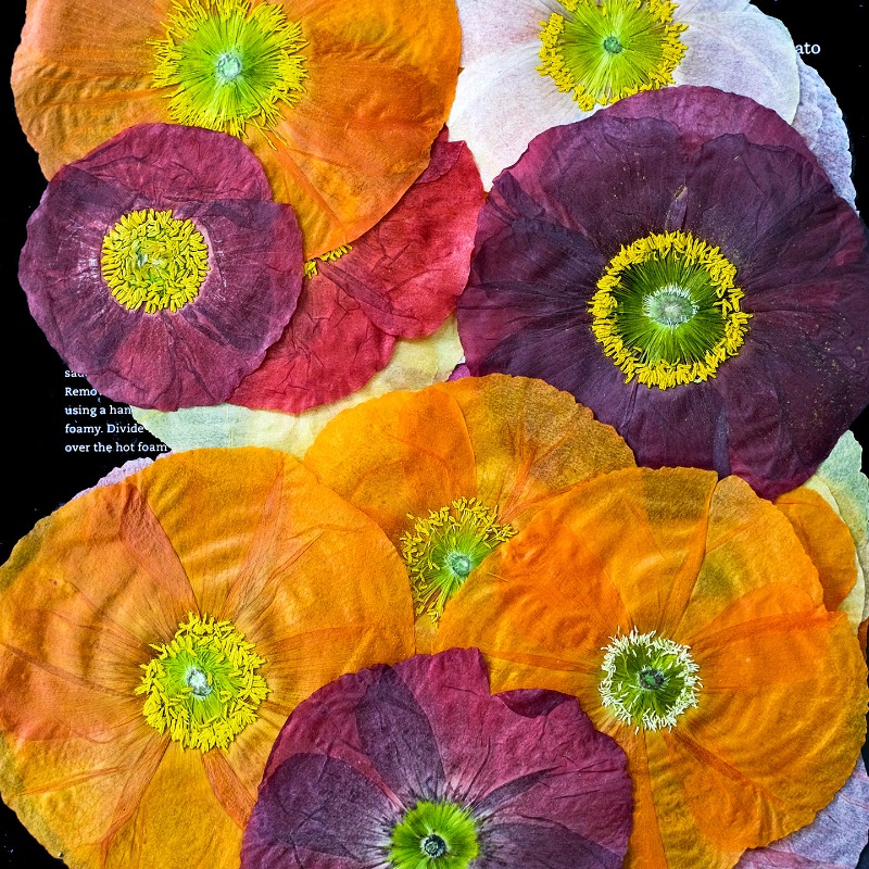 1pcs,Nature Field Poppy Presse - Resin Art Baby recension och pris