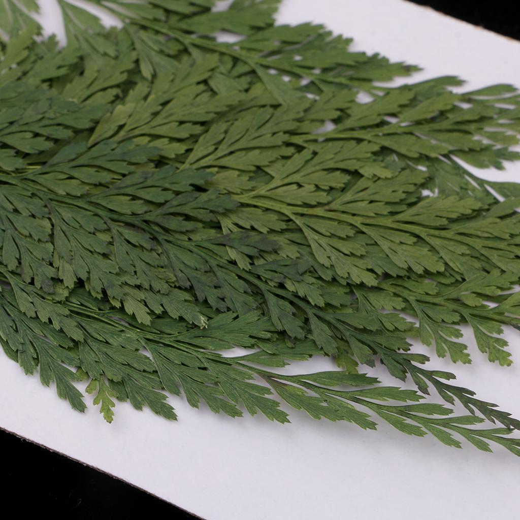 Natural Dried Flowers with Pre - Resin Art And Jewelry recension och pris